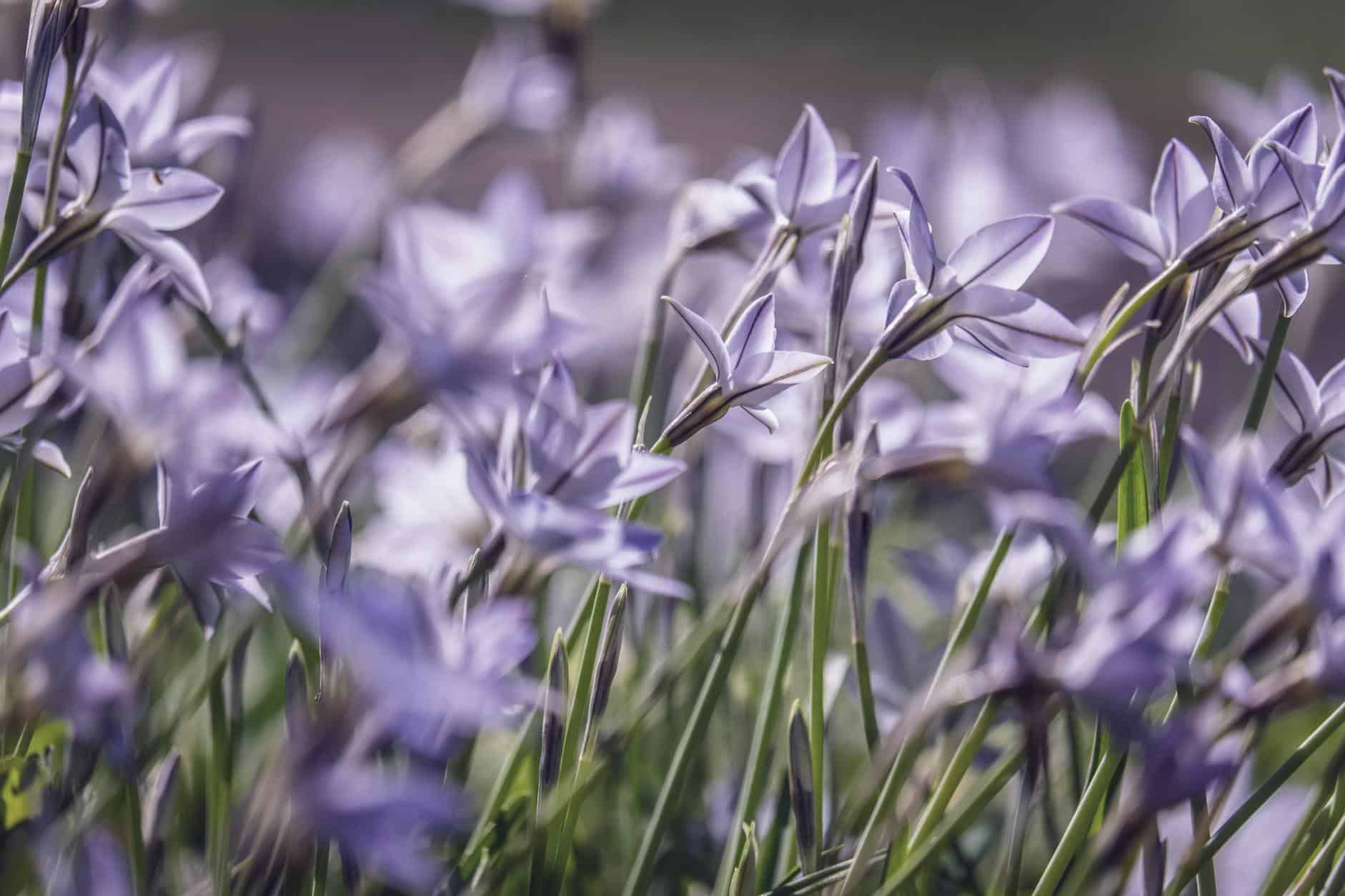 abundance of purple flowers on meadow