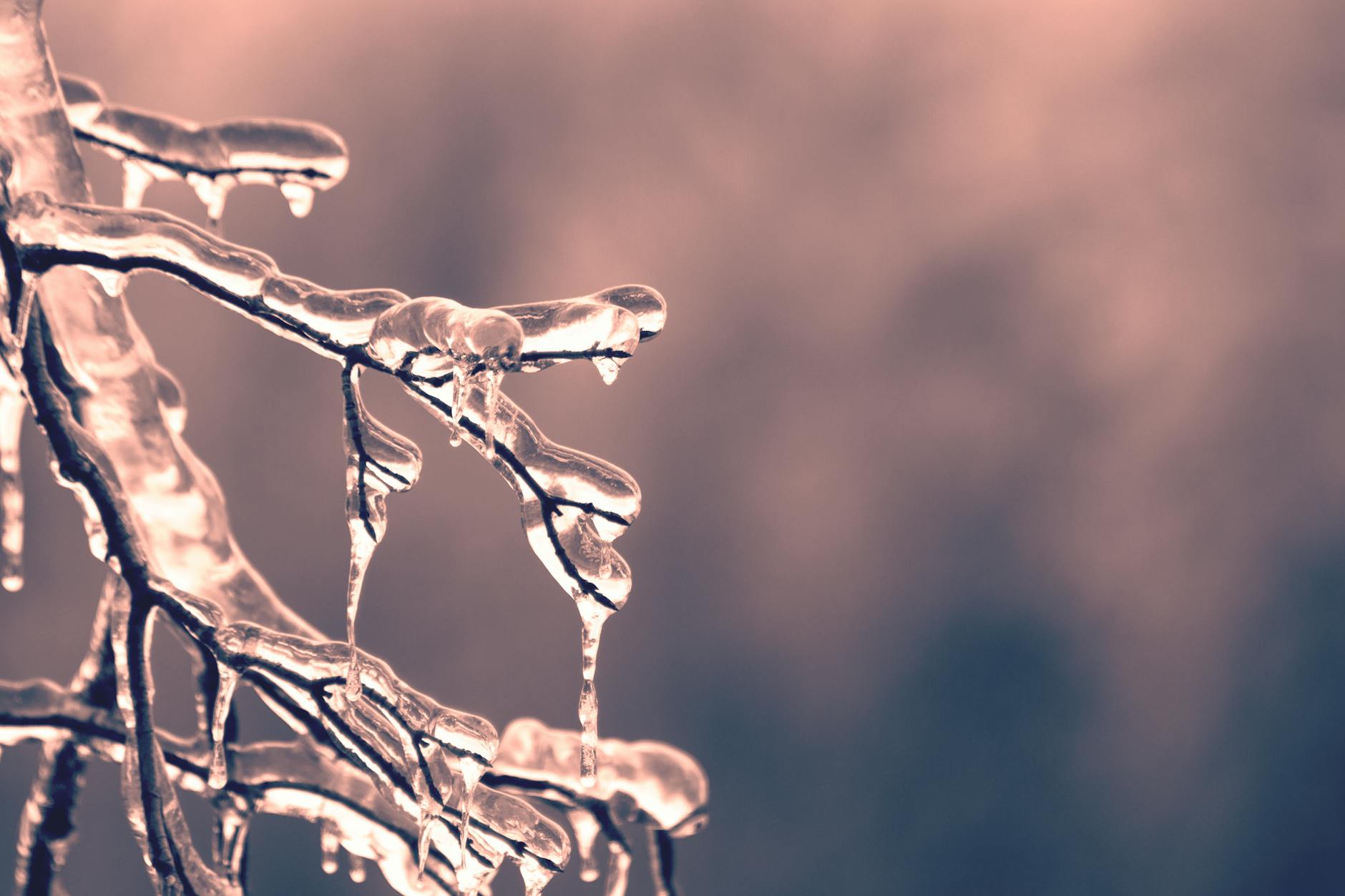 selective focus of frozen tree twigs