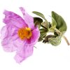 Huile Végétale de Rose Musquée, Rosa Rubiginosa, cicatrisante et regenerante